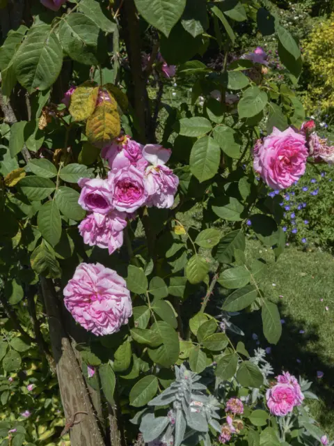 Pangea progetti giardino ampio 9