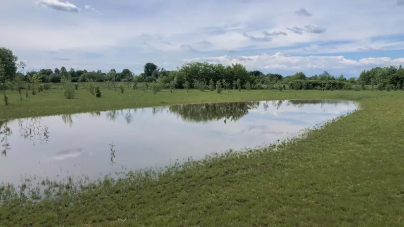 Pangea progetti bosco di pianura 2