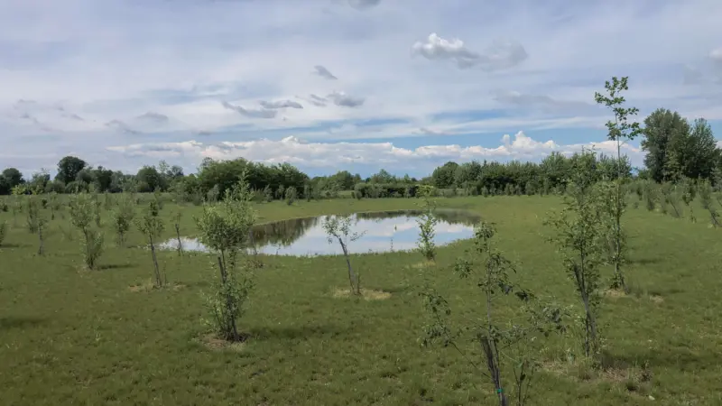 Pangea progetti bosco di pianura 3