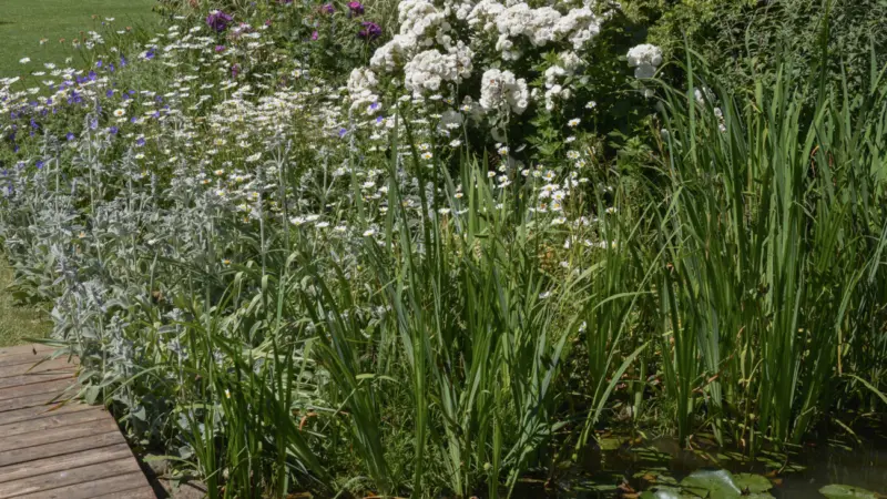 Pangea progetti giardino ampio 5 2