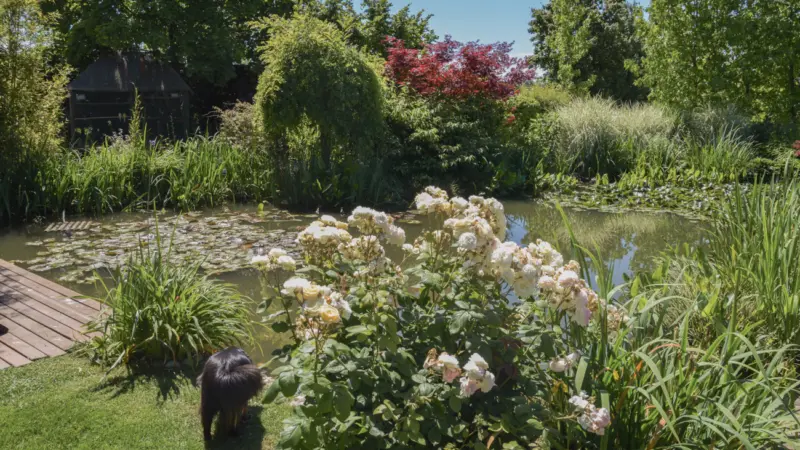 Pangea progetti giardino ampio 4 2