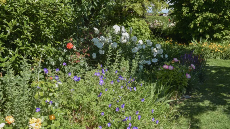 Pangea progetti giardino ampio 2 3
